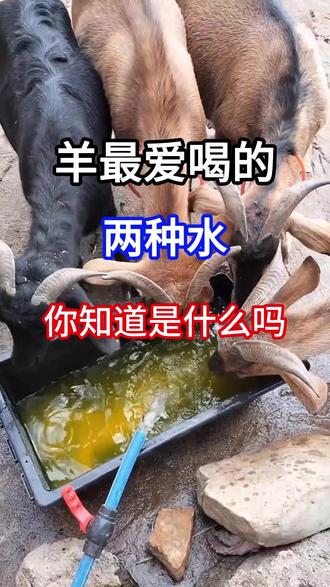 羊最爱喝的两种水,你知道是什么吗? #养羊人 #农村养羊 #科学养羊 #新手养羊