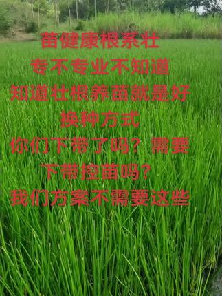 #农业种植 #农业 #贵港马蹄 偷偷告诉我你们一亩地是投资多少了#荔桂农资桥圩木格路口