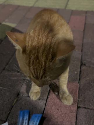 偶遇一只不社恐的大黄,得了口炎流了很多口水。整整吃了我一盒猫条,病好了记得还我哦。😂😂随身带猫条的好处就是可以解决一只流浪猫的一顿饱饭,让它们少挨饿一顿。