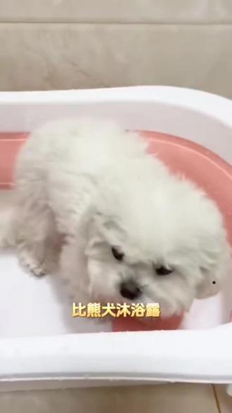 博美狗狗沐浴露美白留香柔顺毛发护理黄博美宠物沐浴露狗洗澡香波