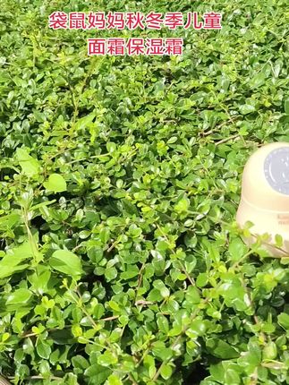 袋鼠的妈妈庆双节活动,小暖霜这个价到手两大瓶,补水+保湿+滋润,家里有孩子一定要试试#种草#好物分享#国庆中秋双节同庆#儿童面霜 #母婴好物