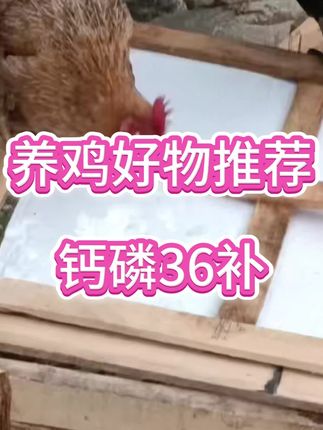 养鸡好物推荐钙磷36补#养鸡人 #鸡养殖#鸡 #钙磷36补