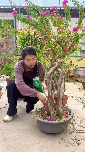 快给你家花卉绿植喂这款天然豆粕肥#豆粕肥 #盆栽 #园艺 #好盆友娜娜