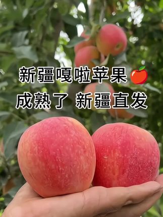 2025年新疆嘎啦苹果成熟了,它跟一般的苹果不一样,它的果皮是红色的,而且皮特别薄,果肉细腻无渣,咬一口满嘴都是果汁,又脆又甜,超级好吃。如果你也喜欢吃这样的好苹果,那就赶紧下单吧!#新鲜采摘 #优质水果 #抖音助农扶农
