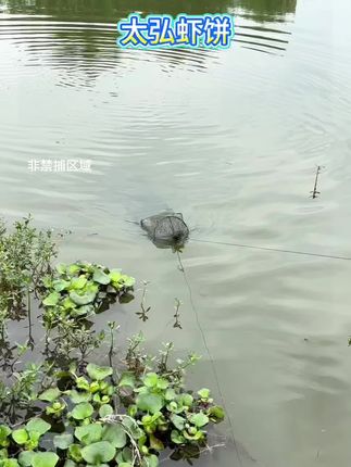 #抓鱼#抓虾#河虾#户外#抓鱼摸虾
