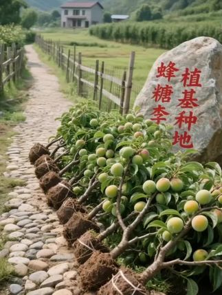 种下一棵正宗的蜂糖李子苗吧!我们的嫁接当年结李子树苗,不论南方北方都能轻松种植,快来体验丰收的乐趣!蜂糖李子口感甜美,迷人果香让人忍不住想尝。种下这棵树,不仅是为了美味的李子,更是为家里的绿意添上一抹生机。赶紧行动,开启你的果园之旅#中国农民丰收节 #抖音美好丰收节 #蜂糖李子 #优质农产品