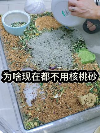 为啥现在养仓鼠都不用核桃砂了? #荞麦砂垫料 #仓鼠夏天降温神器 #金丝熊夏天垫料 #花枝鼠 #萌宠出道计划 ,宠尚天生物酶荞麦砂仓鼠垫料沙夏季降温金丝熊吸水除臭透贝尔吉提野星布卡星荞麦壳仓鼠垫材