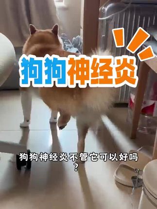 狗狗神经炎#狗狗神经炎 #狗狗神经炎症状 #狗狗瘫痪 #狗狗后腿无力#狗狗抽搐
