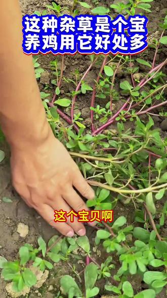 这种杂草是个宝,养鸡用它少不了#养鸡人