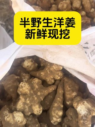 2025现挖新鲜洋姜,鬼子姜,村里直发 半野生洋姜#优质农产品 #农业种植 #农产品 #农副产品