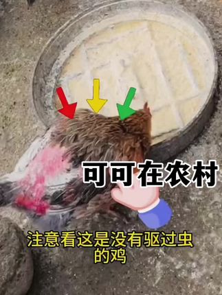 #农村养鸡人 #养鸡技术 #农村养鸡