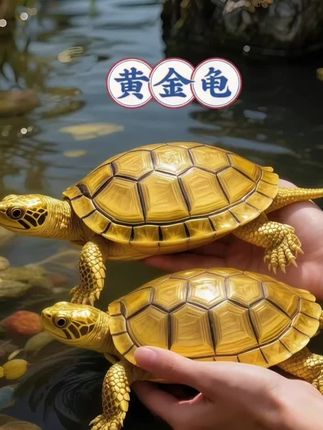 新晋水族顶流黄金龟,正为生活缀满诗意。它琥珀色的龟甲流转着丝绸般的光泽,游弋时恰似跳动的金色音符。搭配菖蒲与沉木,自成一幅灵动水墨。   无论置于荷池庭院,还是客厅鱼缸,它与鱼虾共生的画面,都能将自然野趣悄然带入日常。无需繁复照料,每天瞅着它慢悠悠划水,一身暖金色晃悠悠的,烦心事都少了一半!想给生活添点温柔小确幸?这只治愈系小龟龟,值得pick~  #萌宠治愈力 #黄金龟 #观赏龟 #宠物龟 #养龟日常