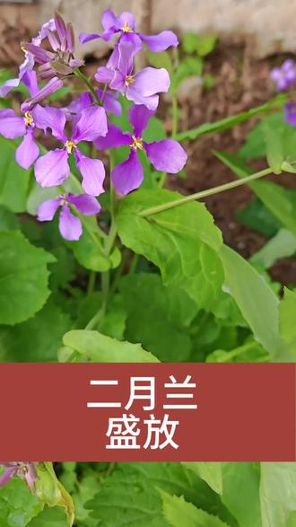 一颗可以变成无数颗,二月兰你值得拥有。#种花 #养花 #家庭养花达人 #庭院养花 #二月兰