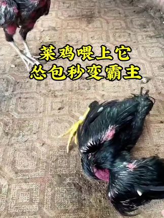 让菜鸡变霸主的秘诀你知道吗#斗鸡爱好者 #斗鸡文化 #斗鸡热门 #斗鸡比赛