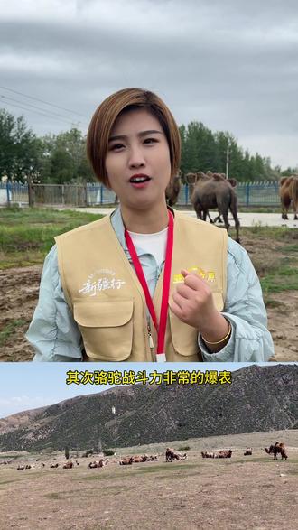 骆驼的神奇之处#骆驼养殖基地溯源