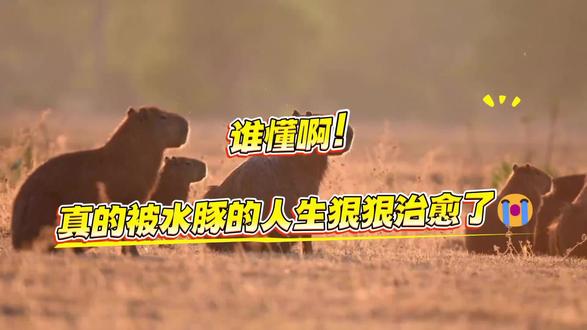 动物界公认的「公共躺平沙发」水豚来了!全森林的小动物都爱蹭它,佛系摆烂的人生,看完直接治愈你的内耗!#实用冷知识 #水豚 #拒绝废话#科普#冷知识#省流