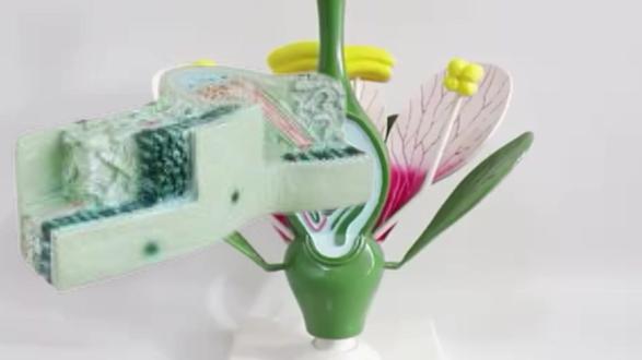 桃花叶构造模型 桃花叶构造模型Structural model of peach blossom leaves#桃花叶构造模型 #桃花叶构造模型生产厂家 #叶构造模型 #桃花构造模型 #京工科业JGXMS109桃花构造模型