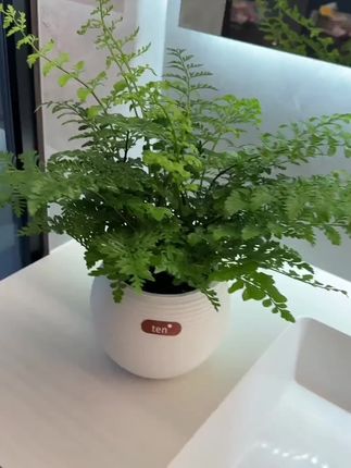 好看又有森林感的绿植当然选吉姆蕨啦! 绿植届的爱马仕吉姆蕨,不仅好看,还非常的好养!自带吸水套盆,懒人有手就能养好哦!摆家里或者办公桌上,满满的生机感!关键现在才这个价,爱养花的姐妹一定不要错过啦!#花卉绿植 #吉姆蕨 #爱生活爱养花 #超便宜超划算 #室内绿植