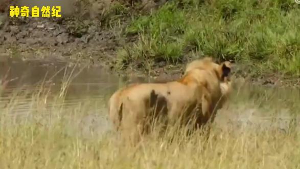 狮群家族-水牛之战第3段 年长雄狮接纳年幼兄弟的情况并不常见,兄弟联盟能否在这片位于马赛马拉国家保护区荣盖河畔的领地上坚守得更久?#动物解说 #神奇动物 #狮子兄弟 #狮群捕猎水牛 #动物纪录片
