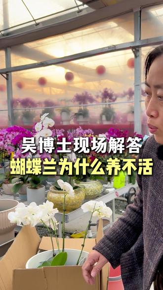 蝴蝶兰养不活?吕姐现场邀请蝴蝶兰专家-吴博士,一对一揭秘 蝴蝶兰的正确种植方法#花木 #景观设计 #蝴蝶兰 #蝴蝶兰基地 #吕姐养蝴蝶兰