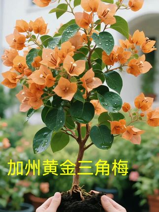 加州黄金三角梅 #爱生活爱养花 #家庭种植 #家庭养花 #我的花花草草🌸🌸 #三角梅