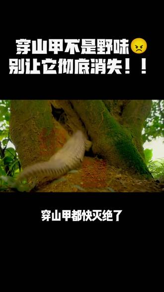 穿山甲不是野味!
别让贪婪,让穿山甲彻底消失!
#保护穿山甲 #拒绝野味 #穿山甲 #野生动物保护