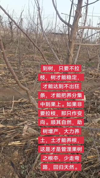 此技术,掌握好春季刻芽和多道环切及抑顶促萌。正确施肥浇水。