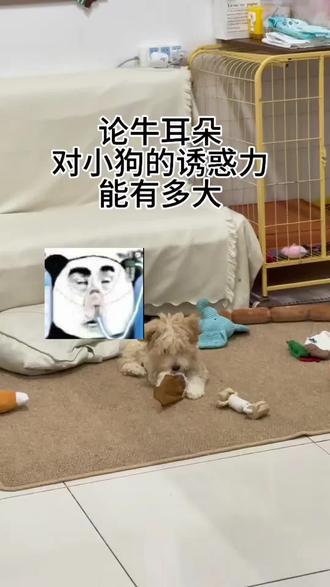 曝光这个小狗🐶 #冰红茶痛快滋味无可替代 #狗子