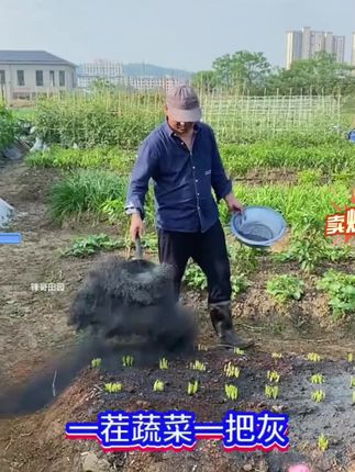土中土稻壳炭颗粒园艺专用肥料改善调节土壤防虫天然有机肥草木炭#园艺专用稻壳炭 #稻壳炭 #蔬菜肥料 #有机肥草木灰 #蔬菜有机肥