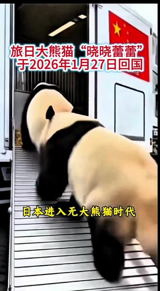 大熊猫晓晓,蕾蕾回家啦。
