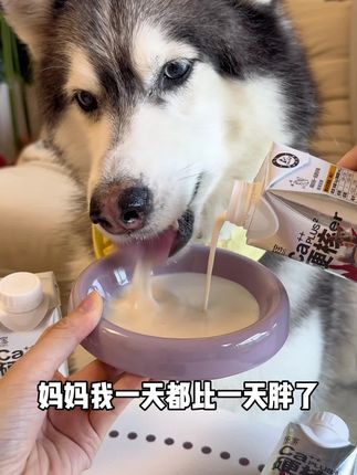 秋冬天多喝牛奶,营养补水又补钙,还是0乳糖的好吸收,快给小狗尝尝吧#依宝宠物牛奶 #宠物牛奶 #科学养宠攻略