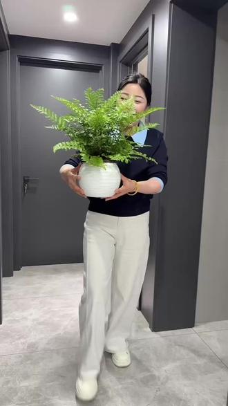 可以净化空气的绿植,绿油油的又好看又好养!#好养的绿植 #绿植 #绿植花卉 #吉姆蕨 #室内绿植