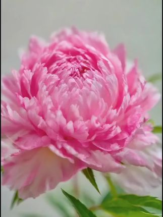 #莲花仙子 🌹#睡美人 🌹#臭美不分年龄 😄