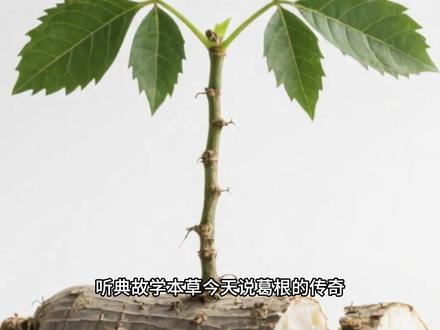 听典故学本草,今天说葛根的传奇#葛根 #中药材