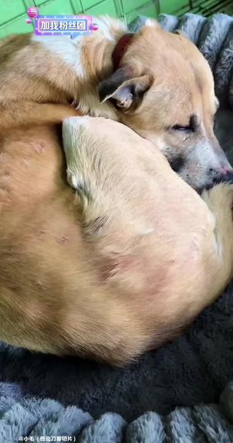 不出意外,二娃又被老头训了。@西北刀客-公益护农 @西北刀客-机油手 @西北刀客-徐晒晒 @西北刀客摄影-李 #西北刀客二娃#户外#三农#狗狗#萌宠