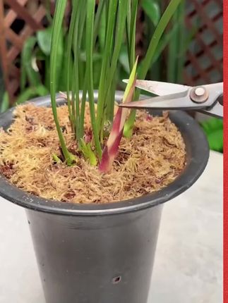 养兰花给它喷一种水,不仅能促进花芽分化,还能强壮植株 #养护小知识 #养花小知识 #兰花