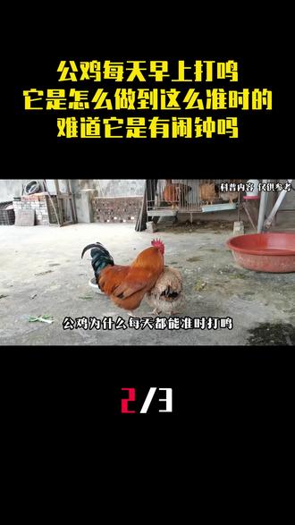 公鸡每天早上打鸣,它是怎么做到这么准时的?难道它是有闹钟吗? (2)#公鸡 #家禽 #科普 #动物 #内容启发搜索