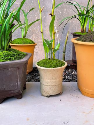 4-6中颗粒种植苔藓#黑山土#种苔藓#养花人的乐趣#强烈推荐