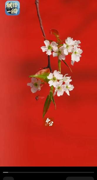 春分巧遇农历二月初二,昼夜平分,好运抬头!百鸟归来报春时,陌上花开山河锦绣。春菜正鲜,春光正好,春风和煦,好运昂首。愿你前程似锦,不负春朝!