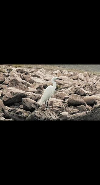 3. 长江浩荡,鹭影孤芳。曲起生命之树,意随江水绵长。迎风展翼,临水栖藏,于苍茫江天间,守一份清寂,怀一腔热望。时光不语,草木含章,鹭与山河同老,心随生命向阳。#人与自然和谐共处 #大自然的美无处不在