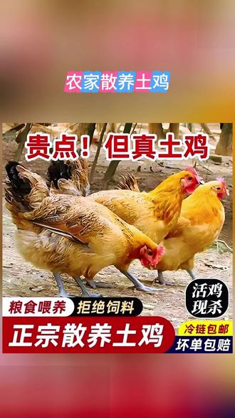 正宗农家散养土鸡,2年以上黑脚土鸡,肉质紧实有嚼劲! #土鸡 #黑脚土鸡 #优质农产品