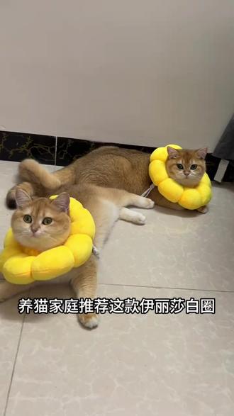宠物脖圈 伊丽莎白圈猫绝育项圈防舔除跳蚤英短猫咪脖圈颈圈头套狗宠物yw#猫用品 #宠物配件 #宠物护理 #宠物舒适 #宠物必备