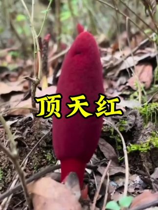 这种小草也叫顶天红,可以泡酒可以煲汤煲水。你们见过吗#大自然的馈赠 #山货 #养生 #顶天红 #回春草