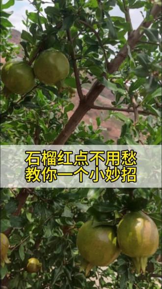 石榴红点不用愁,教你一个小妙招#种植小技巧 #上格叶将