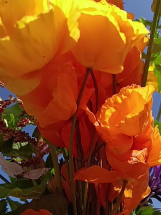 花朵在微风中翩翩起舞,展现着无与伦比的优雅。 #一花一草一世界#花期已至美好如初 #约你去赏花 #治愈心情