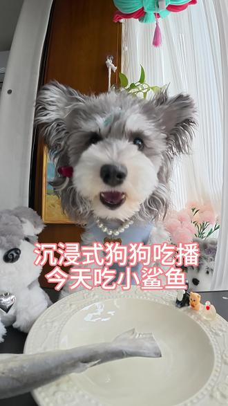 第一次吃鲨鱼啥感觉#宠物美食交流 #沉浸式宠物配餐 #陈乖乖是个馋嘴狗 #雪纳瑞陈乖乖