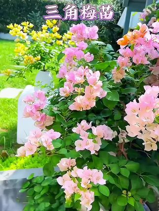 三角梅花苗,根系发达易成活,花色品种齐全,温度合适可四季开花#三角梅 #好看的花一定要分享給你 #花盆小院均可种植