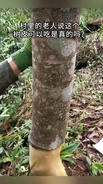 炖任何肉放了肉桂,再也吃不到腥膻味油腻味#香料 #肉桂 #八桂香料之都