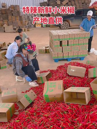 小米辣新鲜批发产地直发#小米辣 #小米椒 #辣椒 #无辣不欢 #产地直发