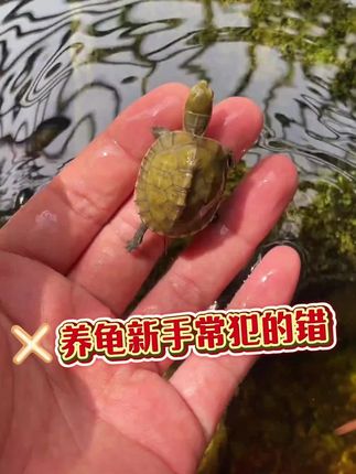新手养龟常犯的错❌#乌龟 #龟龟🐢 #龟宠时代 #养龟日常 #养龟人